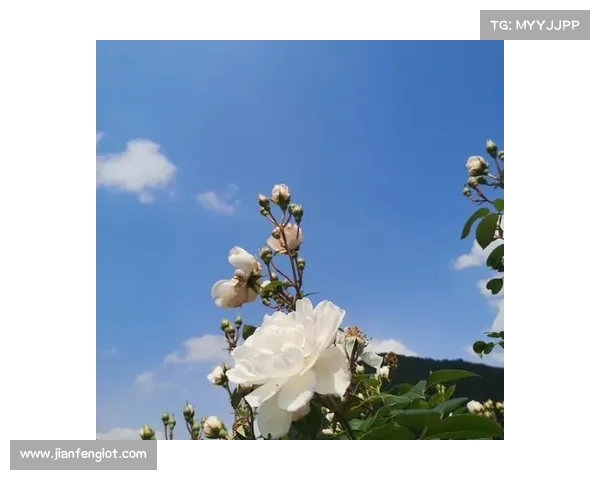 暖暖踏春之旅,寻觅花海奇景 暖暖踏春之旅,寻觅花海奇景